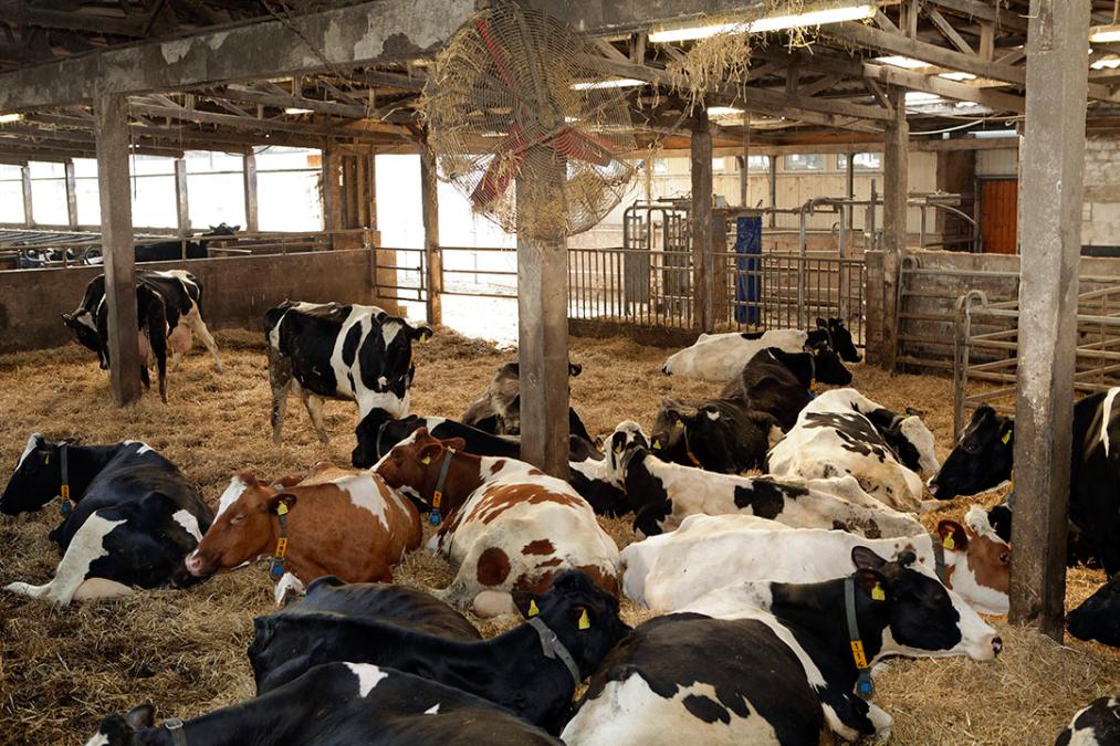 Turkish Cypriot side to send 20,000 foot and mouth vaccine doses to Larnaca as outbreak triggers island wide livestock controls
