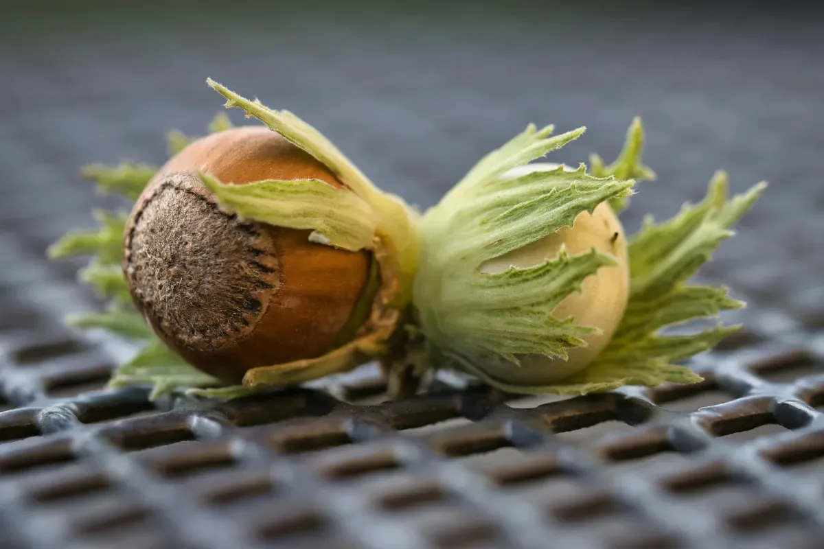 Exporters Put Türkiye Hazelnut Crop 100,000 Tons Above Ministry