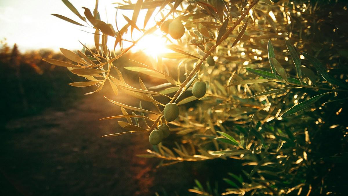 Reading the Olive Market Through the IOC’s Latest Report