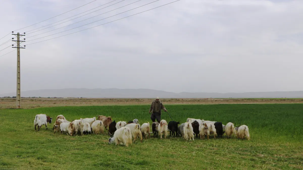 Türkiye Envoy Says 20,000 Afghan Work Visas Issued for Livestock Sector