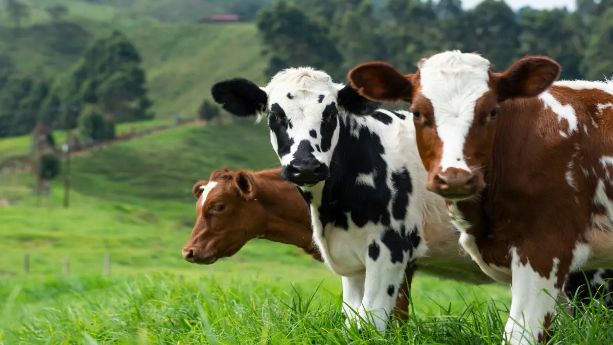 Türkiye Livestock Report Warns of Red-Meat Import Pressure
