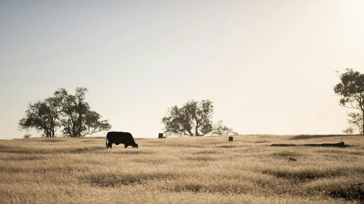 TEMA Warns Türkiye Pasture Loss Raises Feed-Cost Risk