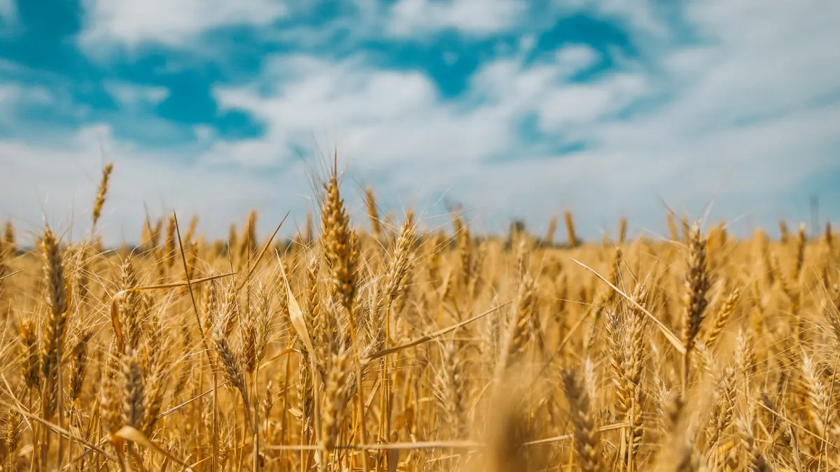 Türkiye's TL19,514 Wheat Figure Is Not the TMO Purchase Price